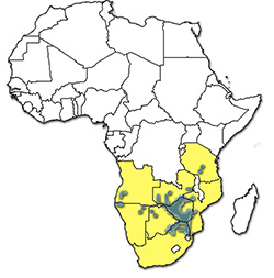 Distribution of Rhipicephalus zambeziensis